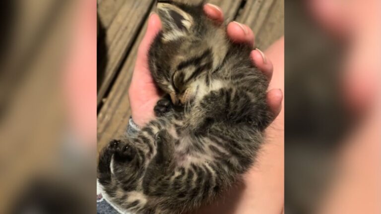 Texas Woman Brings Freezing Kitten Back From The Brink And His Transformation Stuns Everyone