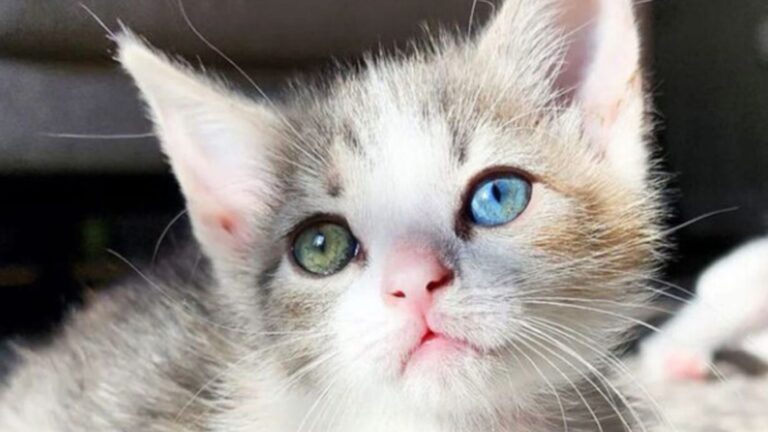 Meet Spring, The Washington DC Kitten With Unique Eyes That Will Melt Your Heart