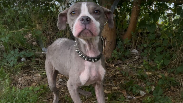 Starving Dog Tied In Ohio Woods Waited For Days, Hoping The One Who Left Her Would Return