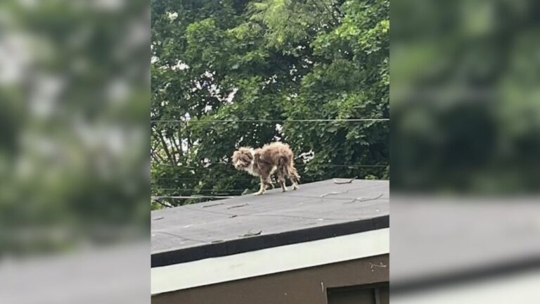 Dog Climbs Onto A Roof In New Jersey, And What Led Him There Breaks Everyone’s Heart