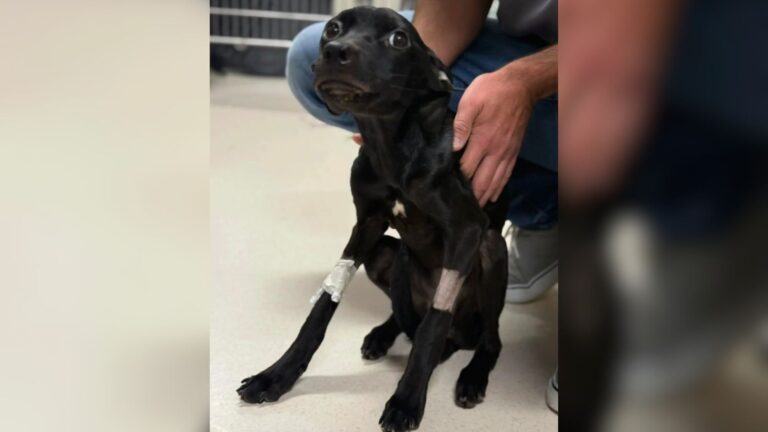 Starving Puppy Found In Pumpkin Patch In Nebraska Faces His First Moments Of Safety