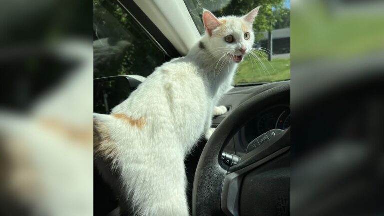 North Carolina Woman Follows A Stray Cat Who Leads Her To A Heart-Stopping Discovery