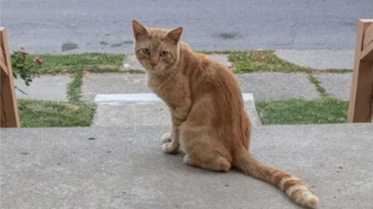 Stray Cat In New York Peeked Into A House Full Of Cats And Decided To Upgrade His Life