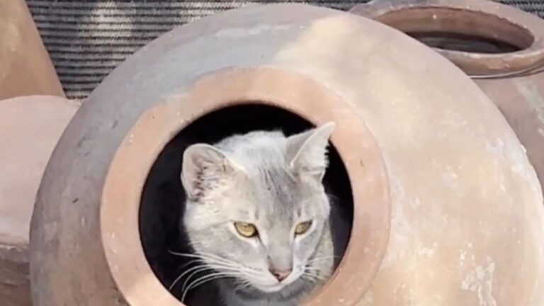 LA Pottery Shop Worker Checks A Clay Pot And A Furry Little Head Pops Out