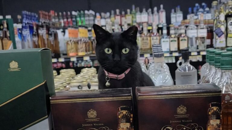 Ever Seen A Cat Working In A Liquor Store? Meet Betty, The Cat Who Works At One In Oklahoma City