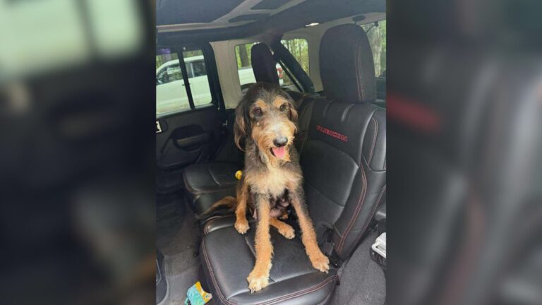 Mississippi Dog Finally Sees Her Puppies Safe And Her Reaction Will Bring Tears To Your Eyes