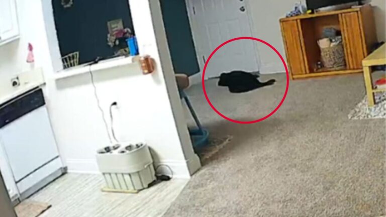 North Carolina Woman Checks On Her Dog With Camera And The Footage Leaves Her In Tears