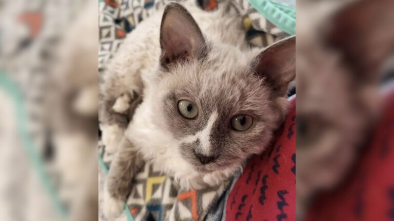 3 Kittens Spark Adoption Rush At MA Shelter, Staff Say They’ve Never Seen Anything Like Them