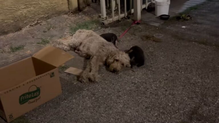 LA Rescuer Finds Chained Dog And Her Tiny Puppies In Dark Alley And Breaks Down On The Spot