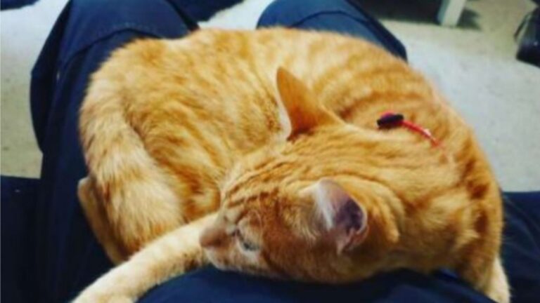 Florida Cat Takes ‘Sharing The Love’ To A Whole New Level By Adopting A Second Family