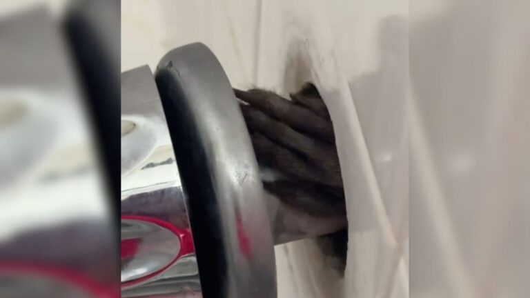 Florida Woman Gets The Surprise Of A Lifetime When Tiny Claws Emerge From Her Bathroom Wall