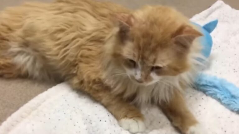 North Carolina Cat Travels 12 Miles To Reunite With His Family Only To Face A Shocking Fate