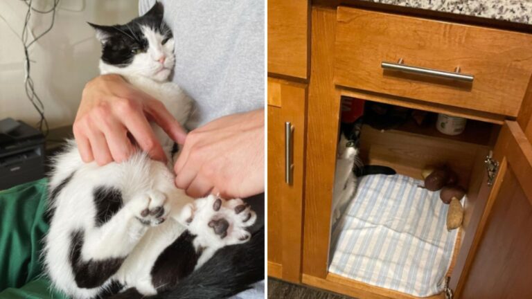 Toothless Senior Cat From DC Area Has A Strange Obsession And You’ll Never Guess What It Is