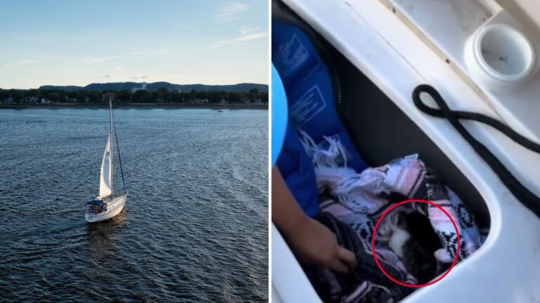 Girls’ Sailing Trip In Florida Takes An Unexpected Turn When Three Tiny Guests Appear Onboard