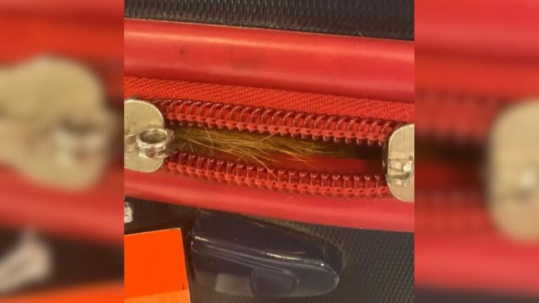 NY Airport Staff Inspects Suitcase After X-Ray Reveals Odd Shape And Finds Unexpected Traveler