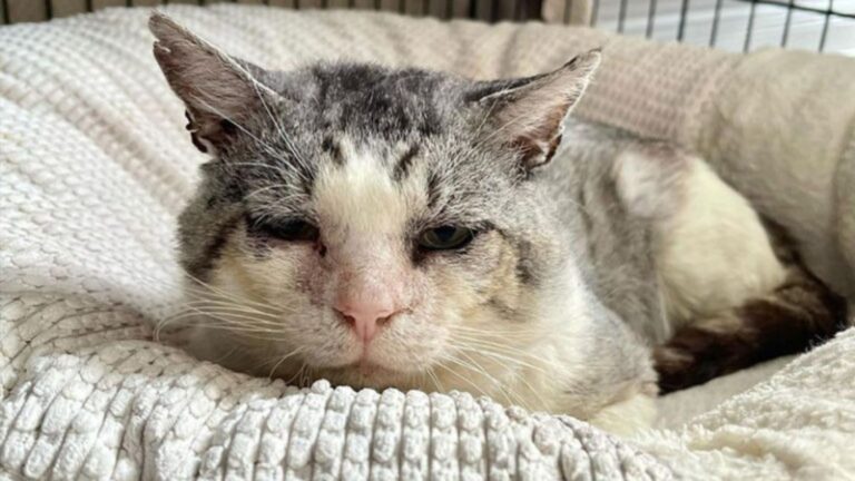 ‘Untouchable’ Cat In LA Shelter Was Hours From Being Put Down, Then Life Changed In An Instant
