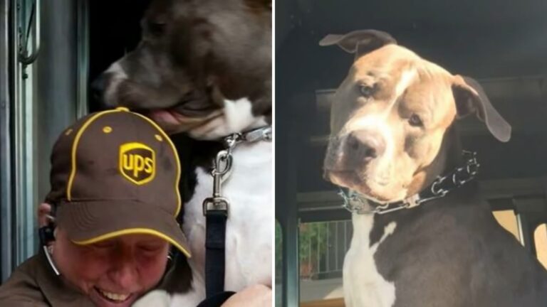 California UPS Driver Befriends A Pittie On Her Route, Then One Day Fate Steps In