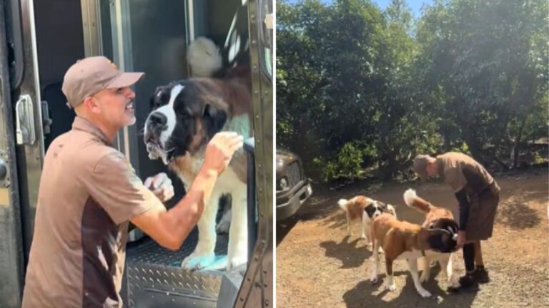 California UPS Driver Had Hilarious Encounter With 3 St. Bernards And It Instantly Went Viral
