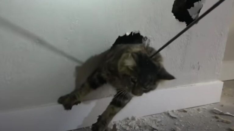 Cat Trapped For Days Inside A Wall In California Leaves Rescuers Racing Against Time