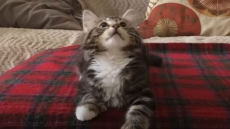 Watch This Michigan Kitten’s Reaction To Music, You’ve Never Seen Moves Like This