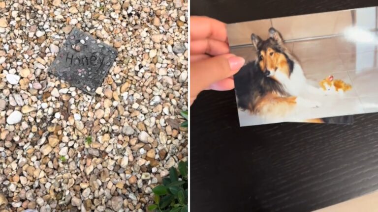 Florida Woman Finds A Dog’s Grave In Her Yard, Then Discovers The Touching Story Behind It