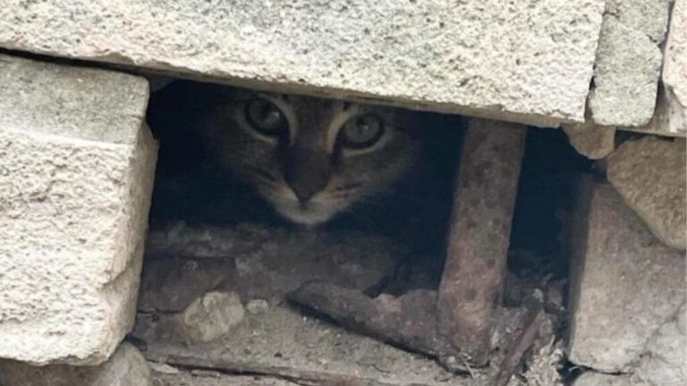 Florida Woman Finds Tiny Tabby Kitten Squeezed Into Wall Hole And Becomes Her Only Hope