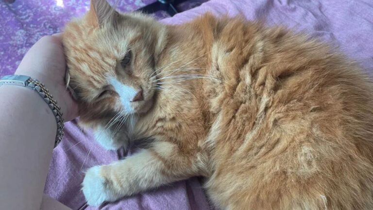 North Carolina Woman Finds Neighbor’s Cat Struggling Outside And Can’t Believe What They Did