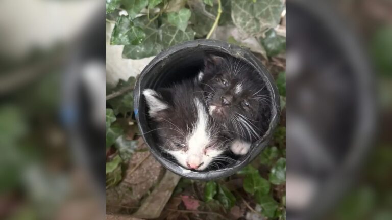 Ohio Woman Notices Strange Movement In Her Garden, Then Finds 7 Fluffy Siblings Hidden In Drain