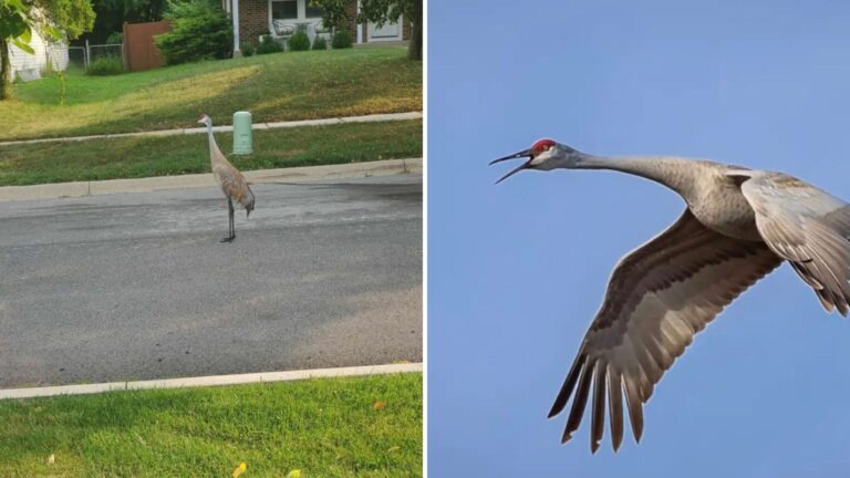 Chicago Woman Tries To Help Giant Bird On The Street And Immediately Regrets It