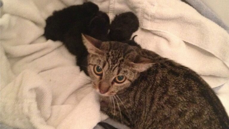 Florida Woman Finds A Soaked Cat Family Clinging To Each Other In A Puddle During A Heavy Storm