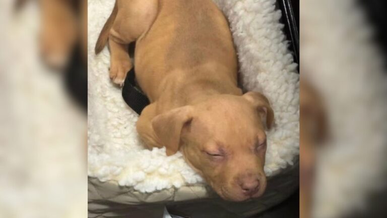 Texas Woman Finds Trembling Puppy In Abandoned Box, With Only A Toy To Comfort Her