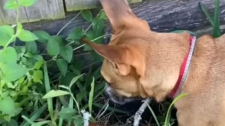 Virginia Woman Follows Her New Puppy And Finds Something Truly Precious Hiding In The Grass