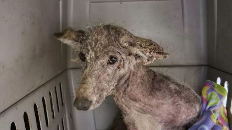 Pennsylvania Woman Follows Strange Paw Prints In The Snow And They Lead Her Straight To Her Door