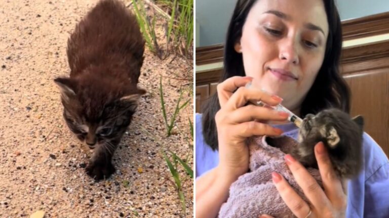 Missouri Woman Found Tiny Kitten Crying On The Roadside And Woke Up The Next Day As His Mom