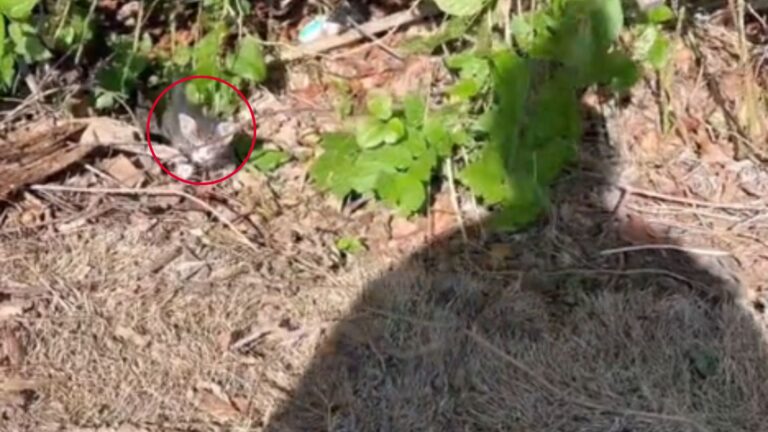 Texas Woman Hears Distressed Cries Across Tractor Supply Parking Lot And Goes To Investigate