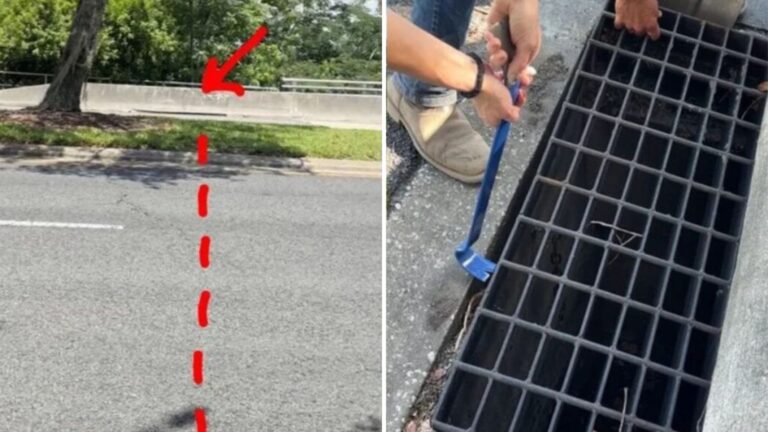 Woman Hears Faint Cries In Storm Drain In Florida And Her Heart Drops At What’s Inside