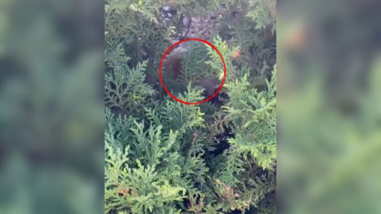 Woman Follows Odd Sounds At Missouri College And Makes An Unforgettable Discovery In The Bushes