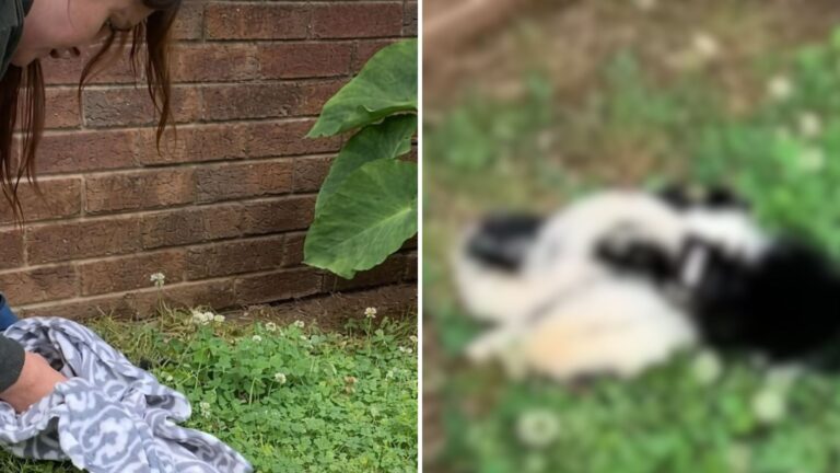 South Carolina Woman Spots A Fuzzy Shape On The Road And Turns Back Immediately