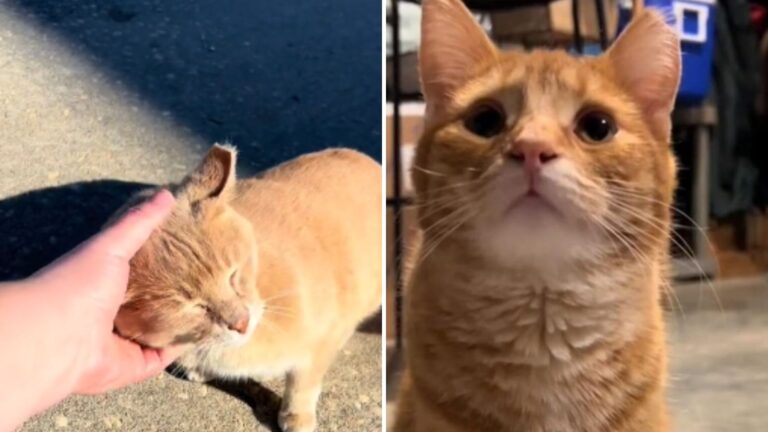 South Carolina Woman Keeps Finding Orange Cats… Is It Just A Coincidence Or Something More?