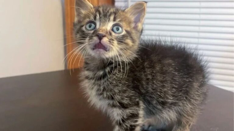 Florida Woman Meets A Kitten Who Looks Completely Shocked, Then Learns His Heartbreaking Story