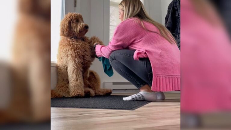 Illinois Woman Stops In Her Tracks When She Sees What’s In The Window Next To Her Dog