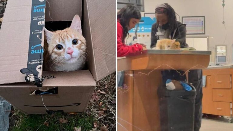 New York Woman Notices A Discarded Box By The Roadside And Instantly Calls For Help