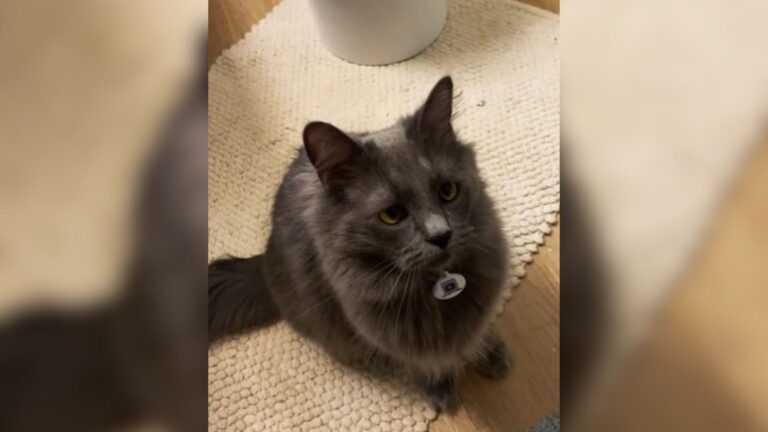 LA Woman Posts Video Of Her Cat’s Odd Habit And The Internet Is Obsessed