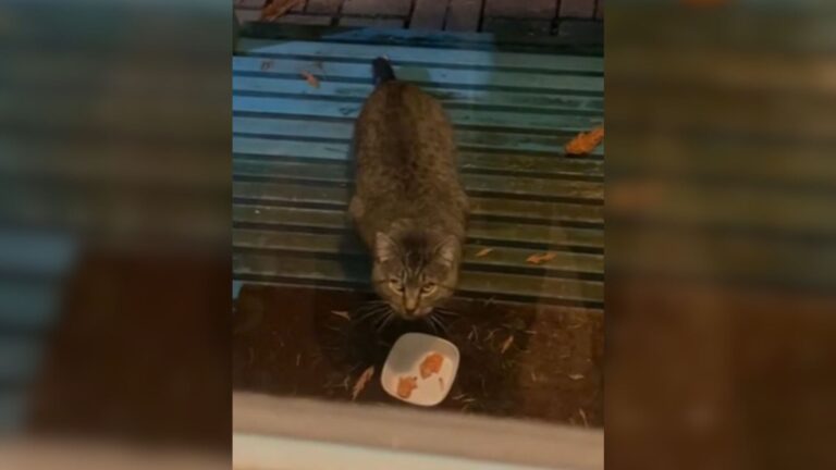 Washington Woman Refused To Give Up On Hissy Feral Cat, See What Happened After One Year