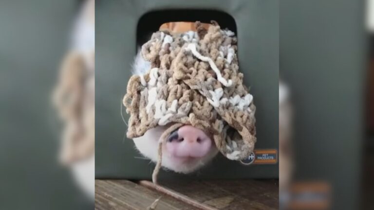 New Jersey Woman Rescues Tiny Shivering Piglet And Can’t Believe What He Grows Into