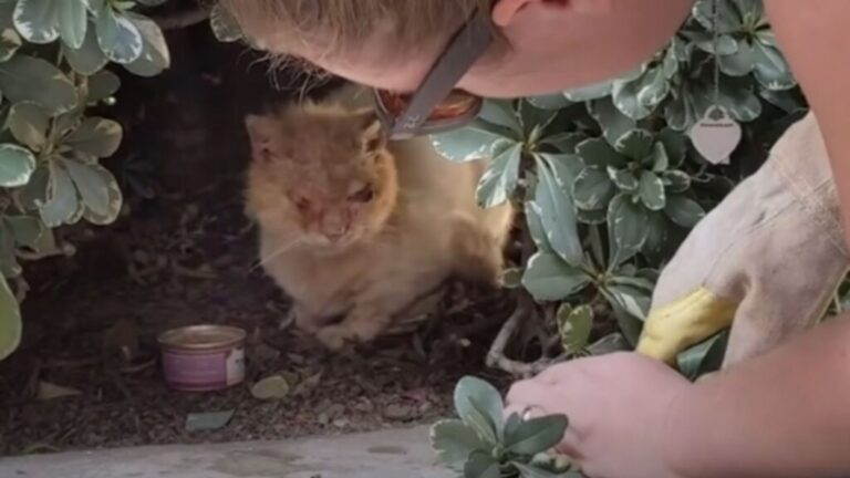 California Woman Spots A Cat Hiding In The Bushes And Realizes He Needs Urgent Help