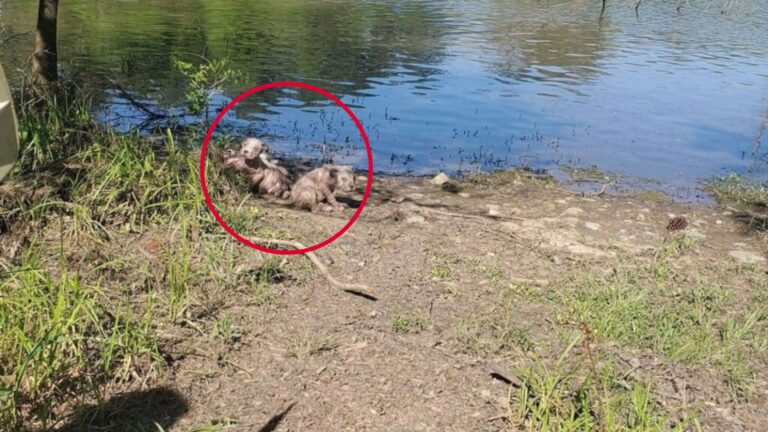 South Carolina Woman Sees Odd Mud Balls By The Water, But Her Heart Breaks After A Second Look