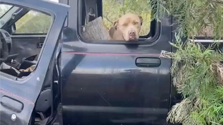Woman Stops At Junkyard In Hawaii And Finds This Sweet Soul Inside Old Rusted Truck