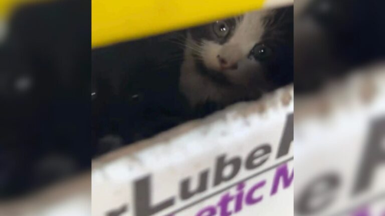 California Woman Drives By A Box On The Sidewalk, But Her Instinct Makes Her Turn Back