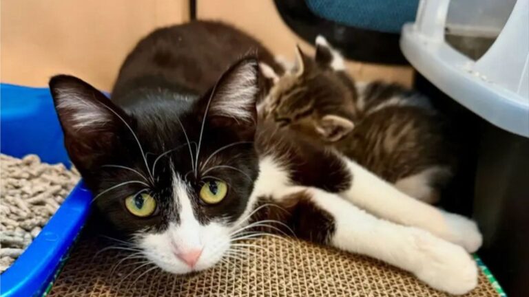 Colorado Woman Meets A Scared Mama Cat And Her Four Kittens And Becomes Their Safe Place